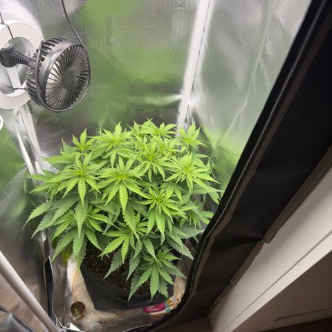Honey Cream growlog timeline photo