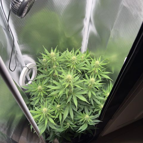 Honey Cream growlog timeline photo