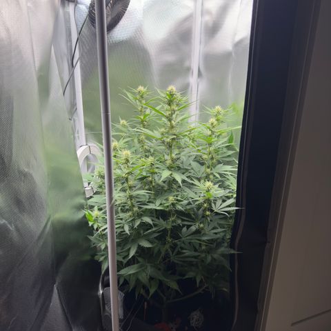 Honey Cream growlog timeline photo