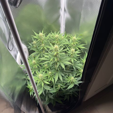 Honey Cream growlog timeline photo