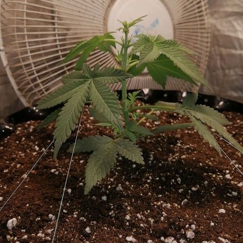 Grape Bone growlog photo: LST