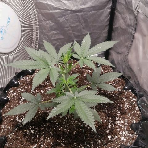 Grape Bone growlog photo: Vege