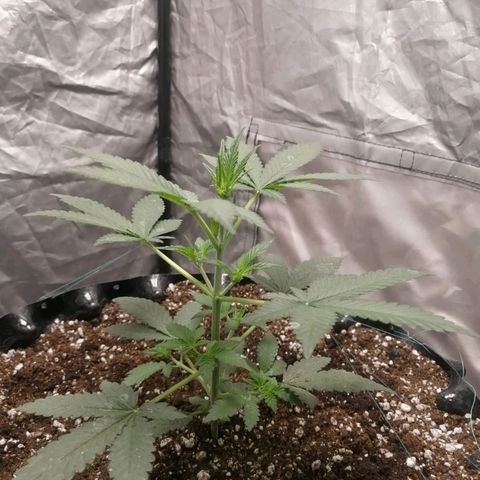 Grape Bone growlog photo: Vege