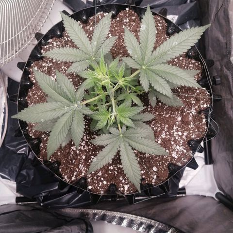 Grape Bone growlog timeline photo