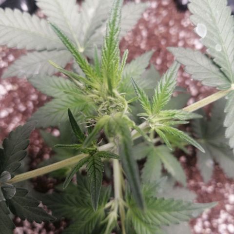 Grape Bone growlog timeline photo