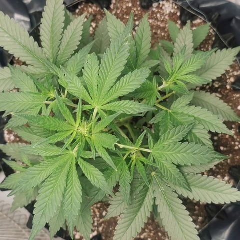 Grape Bone growlog timeline photo