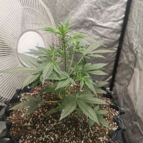 Grape Bone growlog timeline photo