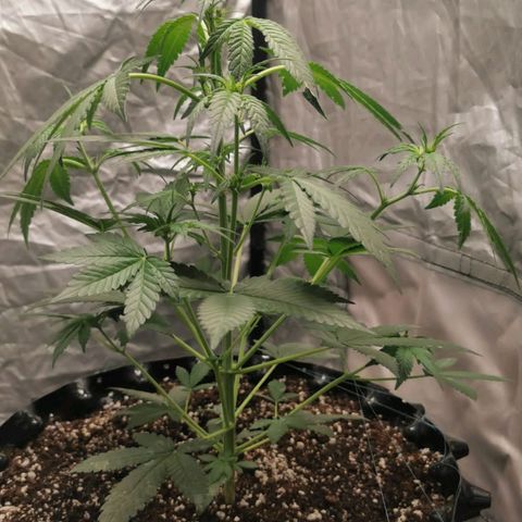Grape Bone growlog photo: Floracioa