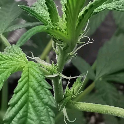 Grape Bone growlog photo: Floracioa