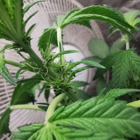 Grape Bone growlog photo: Floracioa