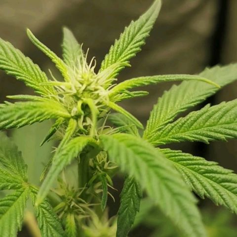 Grape Bone growlog photo: Flower