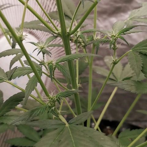 Grape Bone growlog photo: Flower