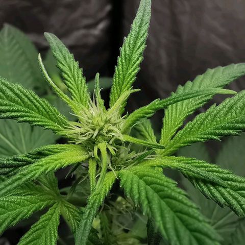 Grape Bone growlog photo: Flower
