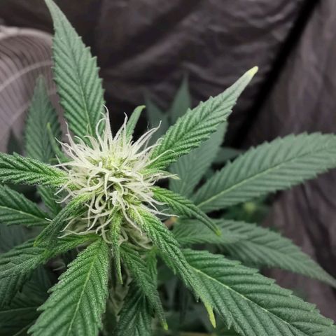 Grape Bone growlog photo: Flower