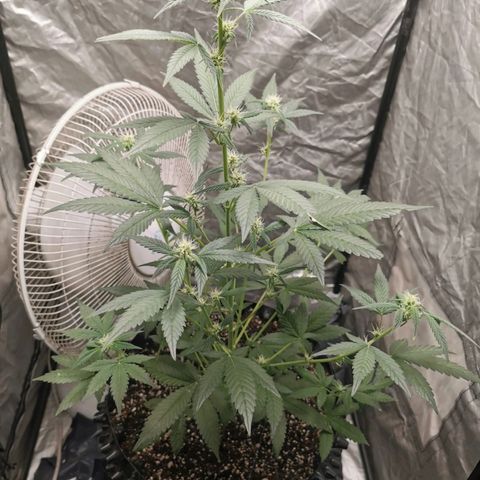 Grape Bone growlog photo: Flower