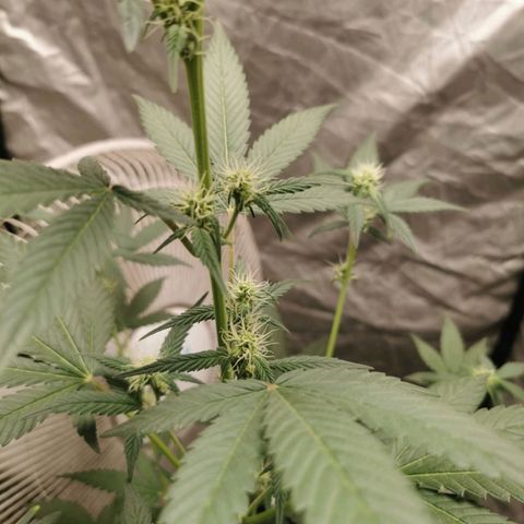 Grape Bone growlog photo: Flower