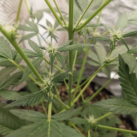 Grape Bone growlog photo: Flower