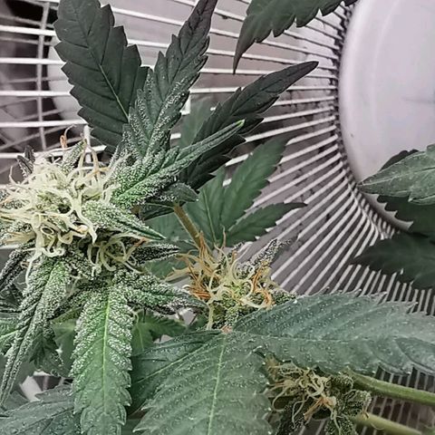 Grape Bone growlog timeline photo