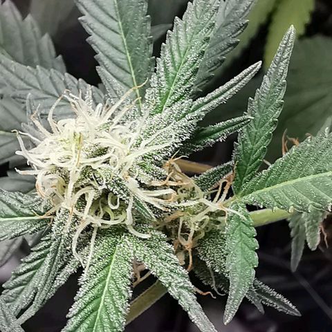 Grape Bone growlog timeline photo