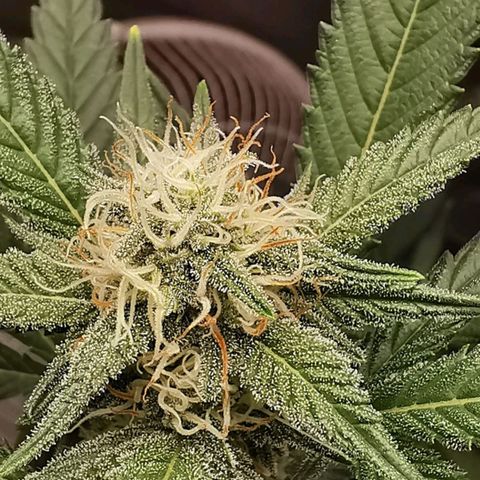 Grape Bone growlog timeline photo