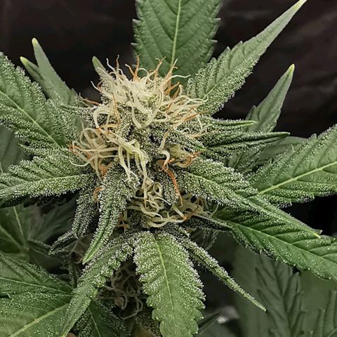 Grape Bone growlog timeline photo