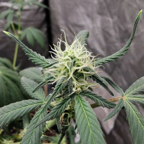 Grape Bone growlog timeline photo