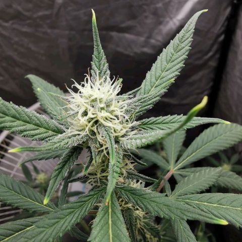 Grape Bone growlog timeline photo