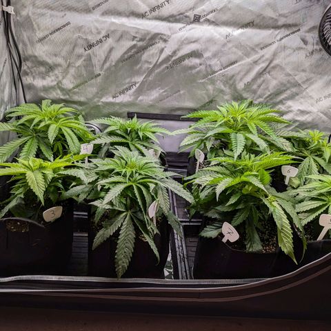 Lebanese growlog timeline photo