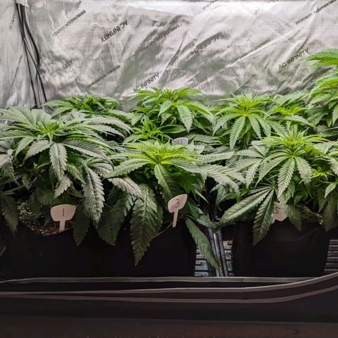 Lebanese growlog timeline photo