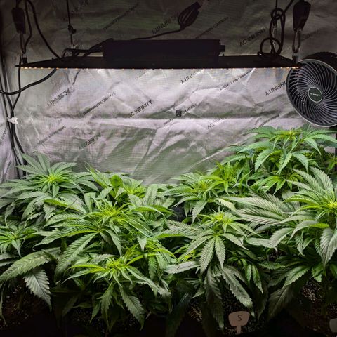 Lebanese growlog timeline photo