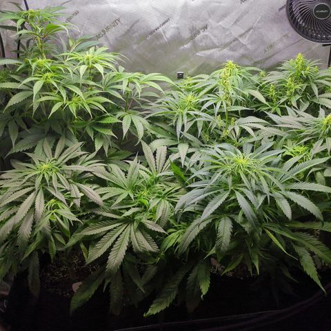 Lebanese growlog timeline photo