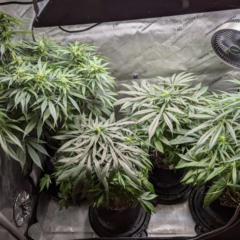 Lebanese growlog timeline photo