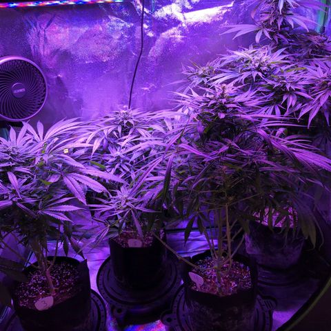 Lebanese growlog timeline photo