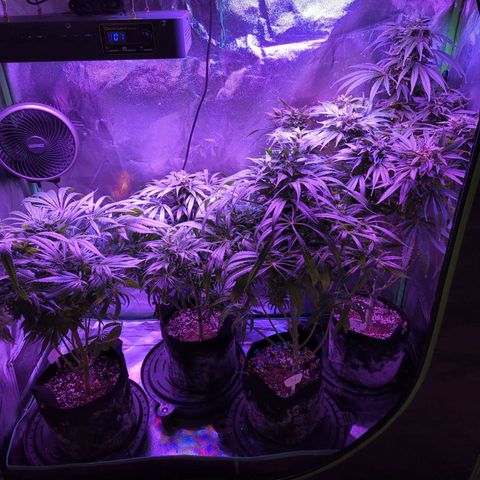 Lebanese growlog timeline photo