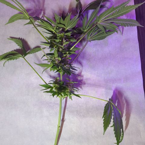 Lebanese growlog timeline photo