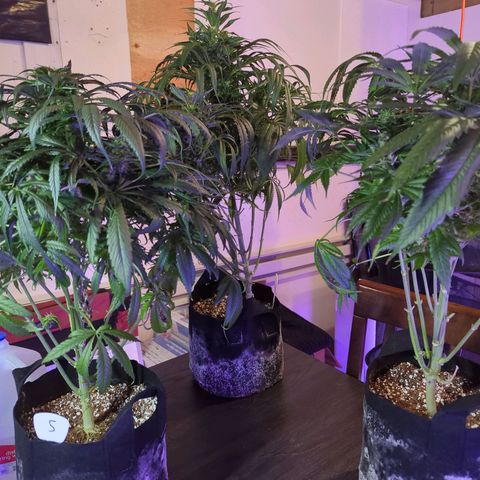 Lebanese growlog photo: Harvest 