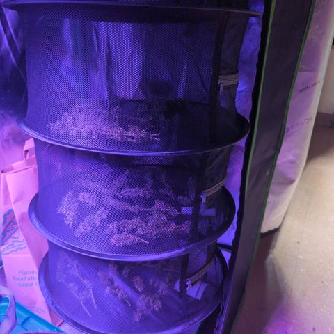 Lebanese growlog photo: Moved rack into tent with seedlings