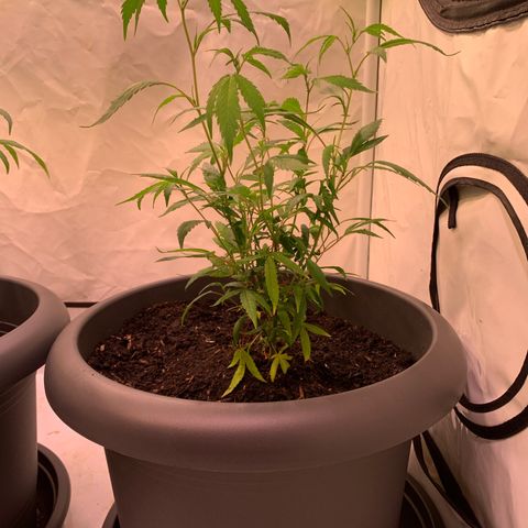 Tripple g no.1 growlog photo:  Ivory