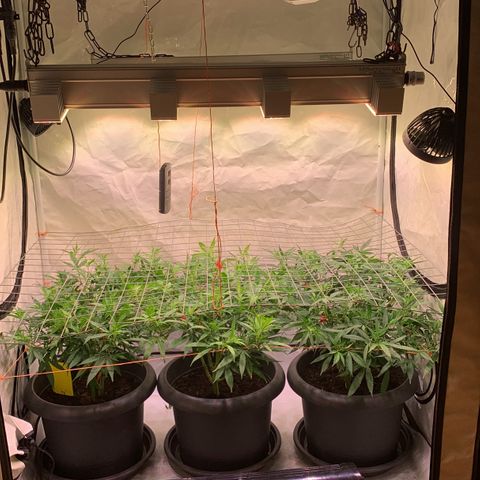 Tripple g no.1 growlog photo: Haben sich gut eingelebt sind gut gewachsen 