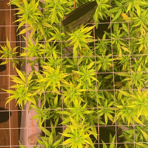 Tripple g no.1 growlog timeline photo
