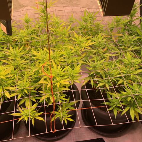 Tripple g no.1 growlog timeline photo