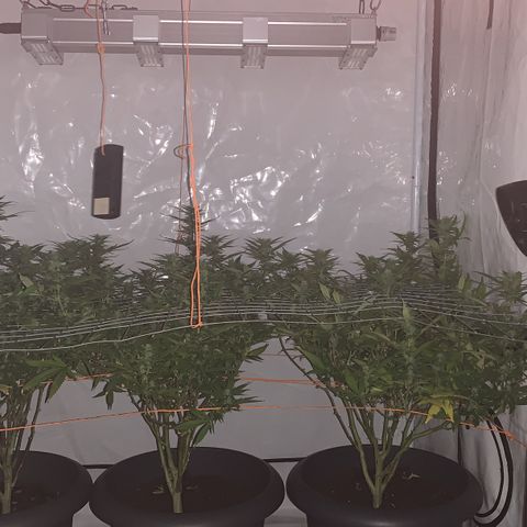Tripple g no.1 growlog photo: Nächste/übernächste Woche fange ich mit düngen an Biobizz Bloom 