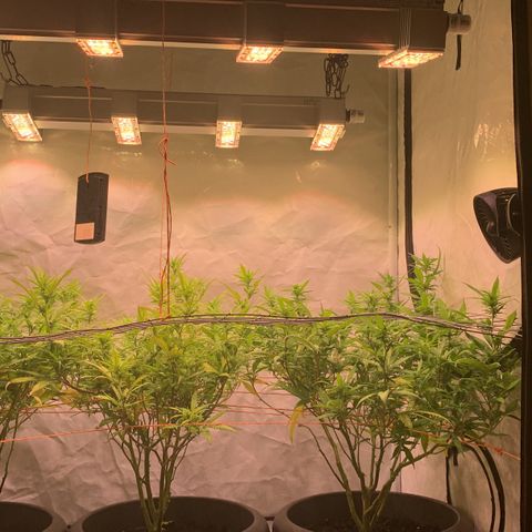 Tripple g no.1 growlog photo: Nächste/übernächste Woche fange ich mit düngen an Biobizz Bloom 