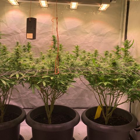 Tripple g no.1 growlog photo: Nach dem Umzug haben die sich echt gut gefangen.


Vorher musste ich mit Pflanzen Dünger ein zwei Durchgänge düngen. 
 Seid heute dünge ich Biobizz Bloom. 