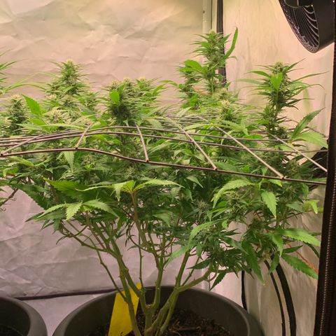Tripple g no.1 growlog photo: Nach dem Umzug haben die sich echt gut gefangen.


Vorher musste ich mit Pflanzen Dünger ein zwei Durchgänge düngen. 
 Seid heute dünge ich Biobizz Bloom. 
