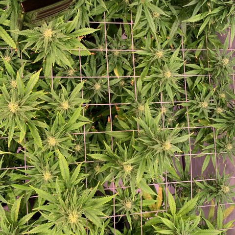 Tripple g no.1 growlog photo: Nach dem Umzug haben die sich echt gut gefangen.


Vorher musste ich mit Pflanzen Dünger ein zwei Durchgänge düngen. 
 Seid heute dünge ich Biobizz Bloom. 
