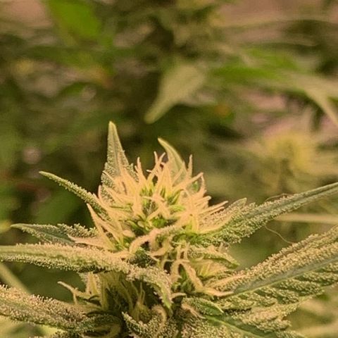 Tripple g no.1 growlog photo: Nach dem Umzug haben die sich echt gut gefangen.


Vorher musste ich mit Pflanzen Dünger ein zwei Durchgänge düngen. 
 Seid heute dünge ich Biobizz Bloom. 