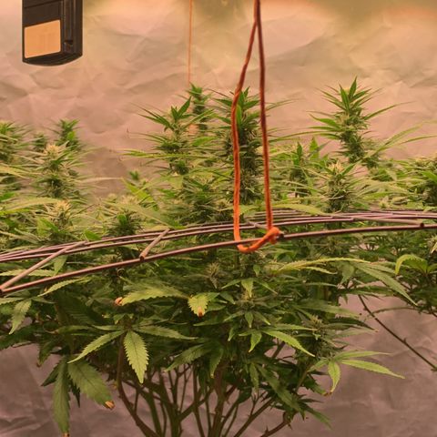 Tripple g no.1 growlog photo: Nach dem Umzug haben die sich echt gut gefangen.


Vorher musste ich mit Pflanzen Dünger ein zwei Durchgänge düngen. 
 Seid heute dünge ich Biobizz Bloom. 