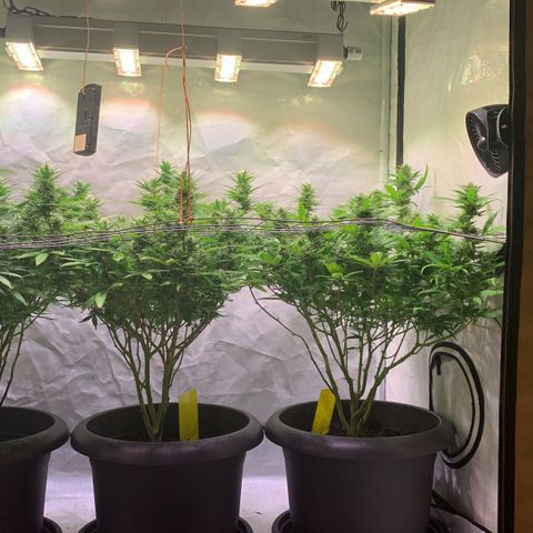Tripple g no.1 growlog timeline photo