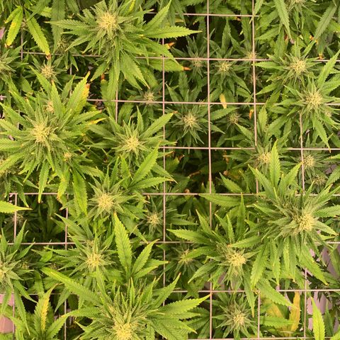 Tripple g no.1 growlog timeline photo
